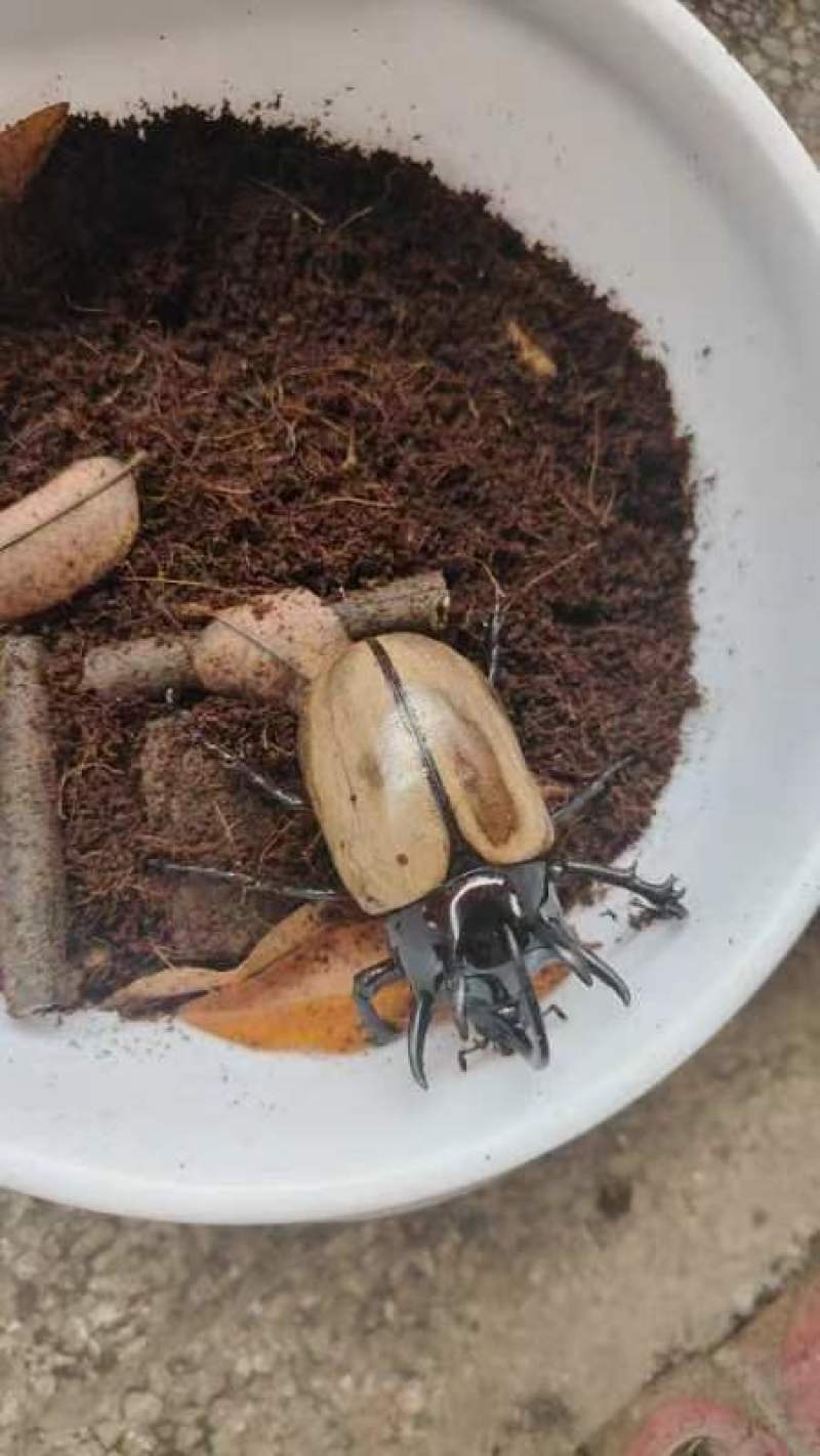 昆虫
