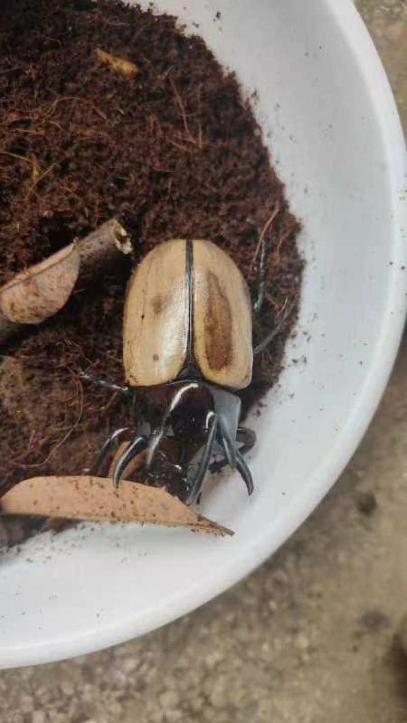 昆虫