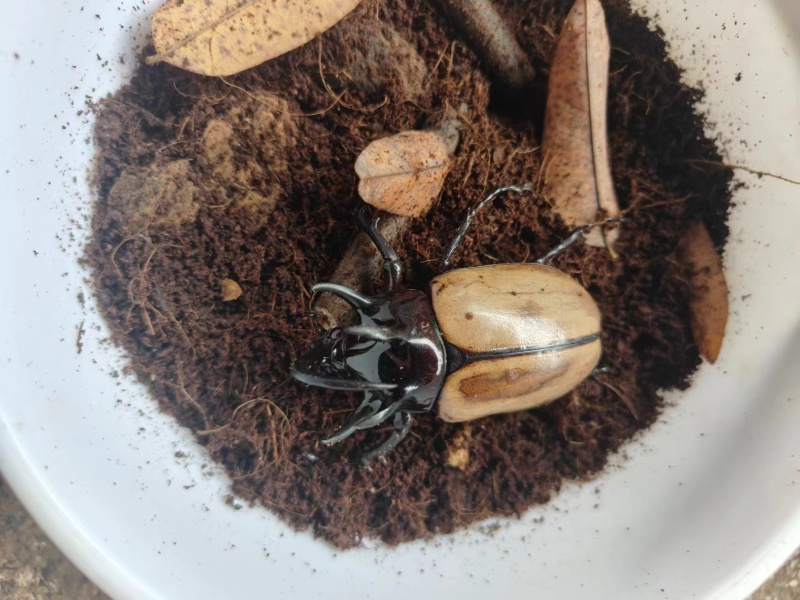 昆虫