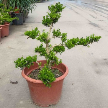 精品造型黄杨