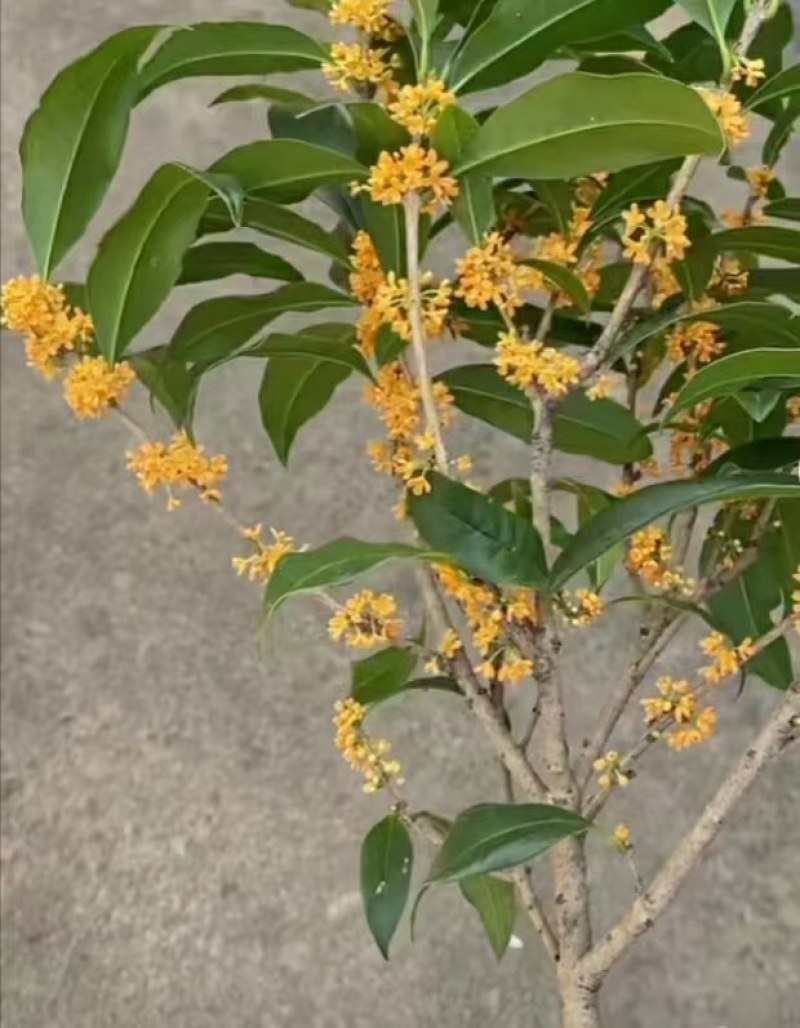 当年靠接金桂桂花盆栽地栽室内室外浓香型按图发货带花