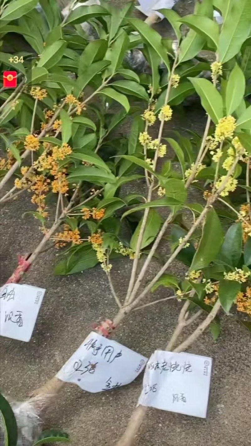 当年靠接金桂桂花盆栽地栽室内室外浓香型按图发货带花