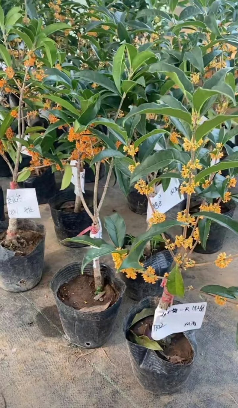 当年靠接金桂桂花盆栽地栽室内室外浓香型按图发货带花
