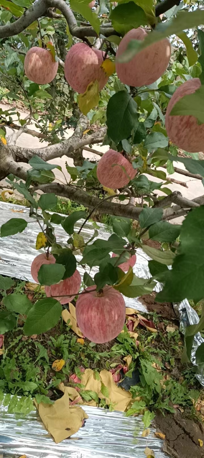 秦岭高山红富士颜色鲜艳口感脆甜皮薄肉厚