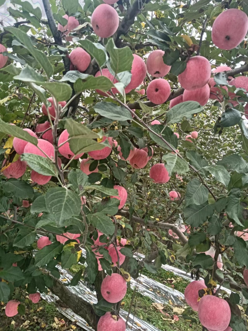 秦岭高山红富士颜色鲜艳口感脆甜皮薄肉厚