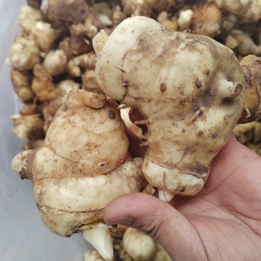 黄精块茎，大量供应，2斤包邮