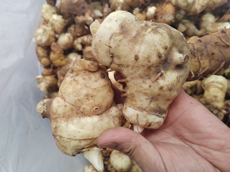 黄精块茎，大量供应，2斤包邮