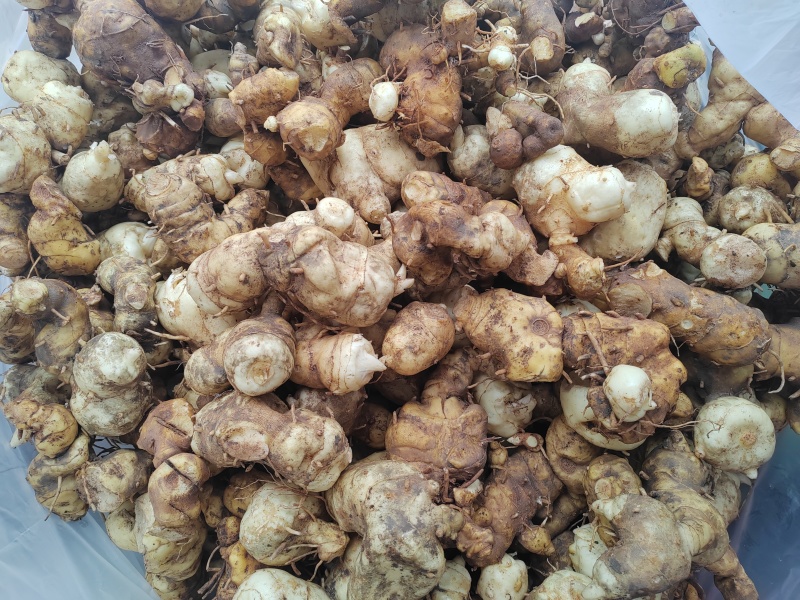 黄精块茎，大量供应，2斤包邮