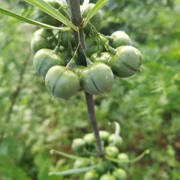 黄精子，滇黄精子，2斤包邮