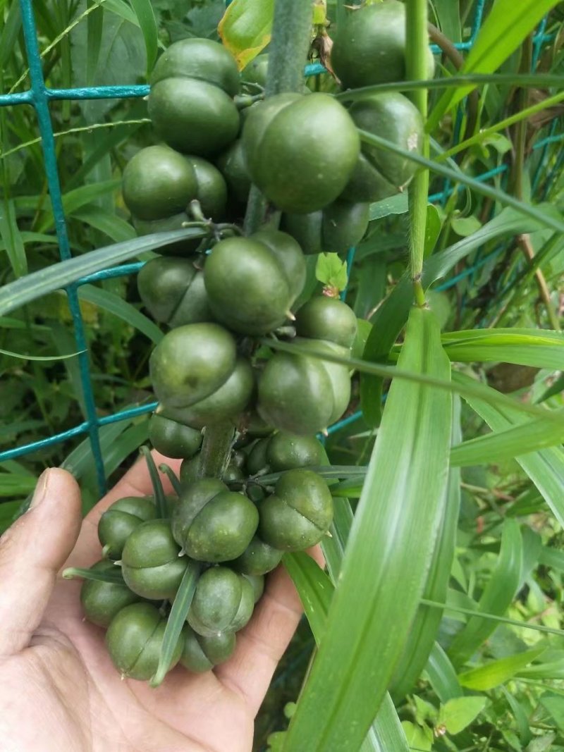 黄精子，滇黄精子，2斤包邮