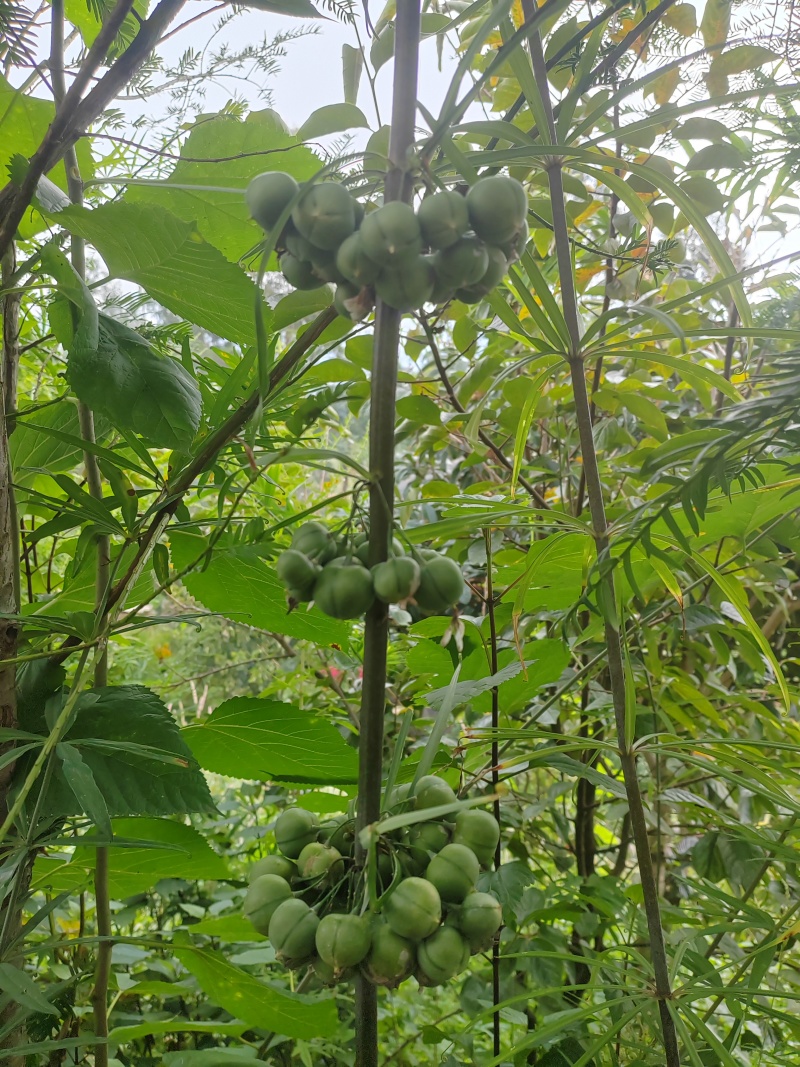 黄精子，滇黄精子，2斤包邮