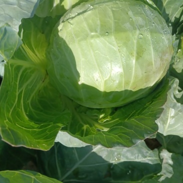 茴子白