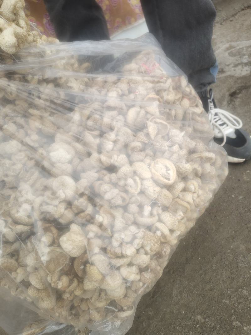 石渠白菌大干货一手货源产地直发量大从优可供商超