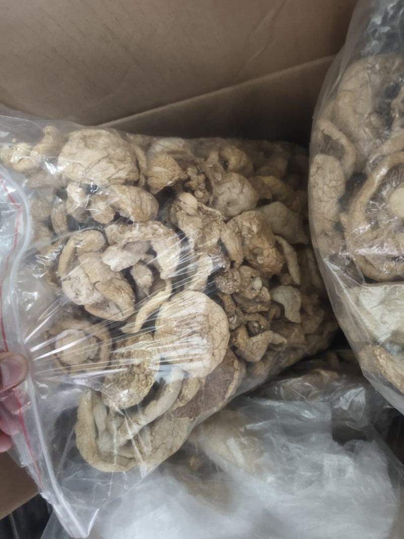 石渠白菌大干货一手货源产地直发量大从优可供商超