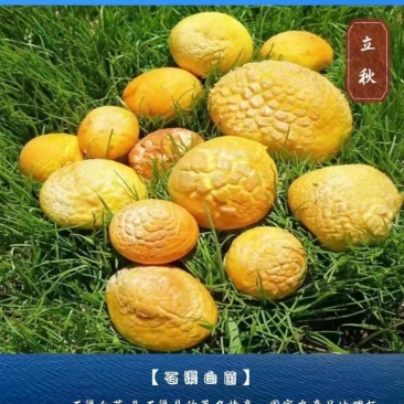 石渠白菌大干货一手货源产地直发量大从优可供商超