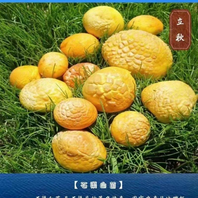 石渠白菌大干货一手货源产地直发量大从优可供商超