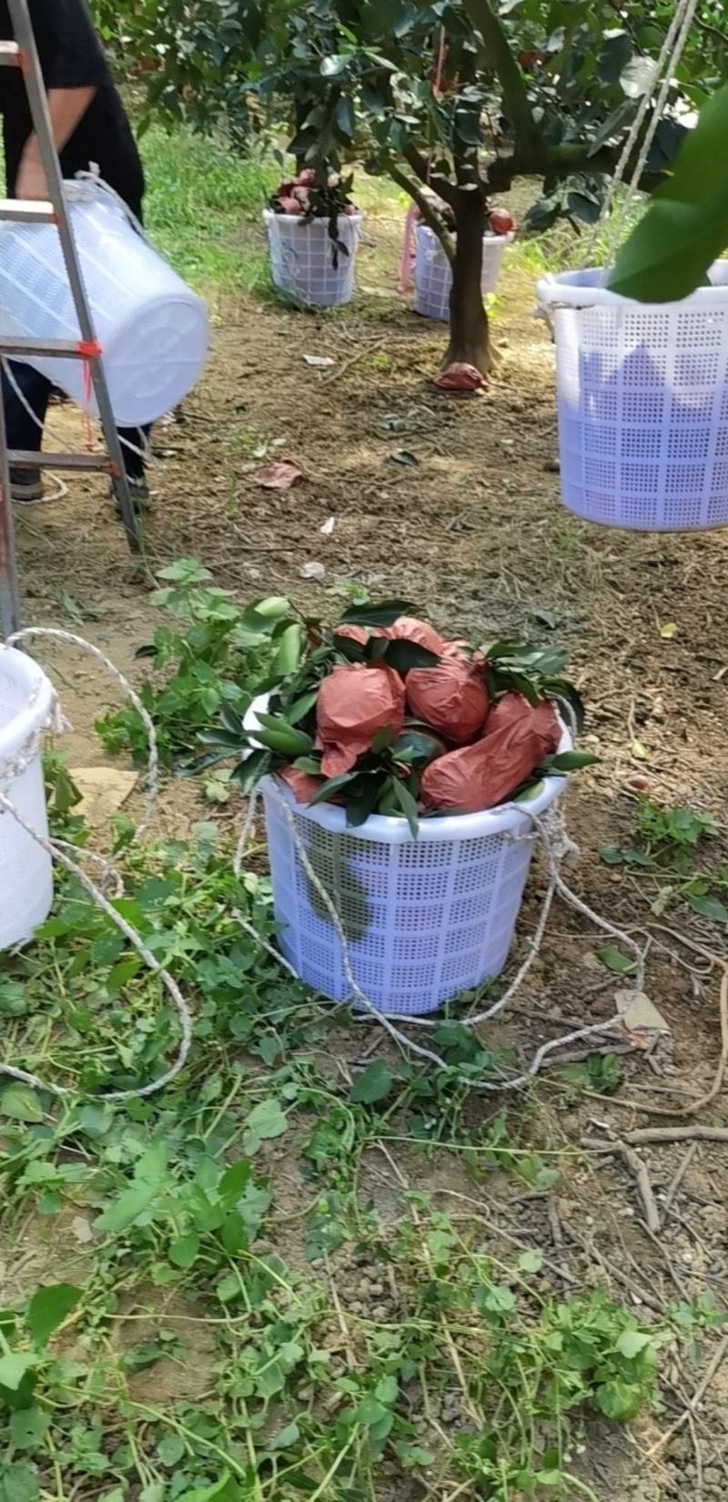 福建平和.葡萄柚.原包装。质量保证。产地直发。一手货源。