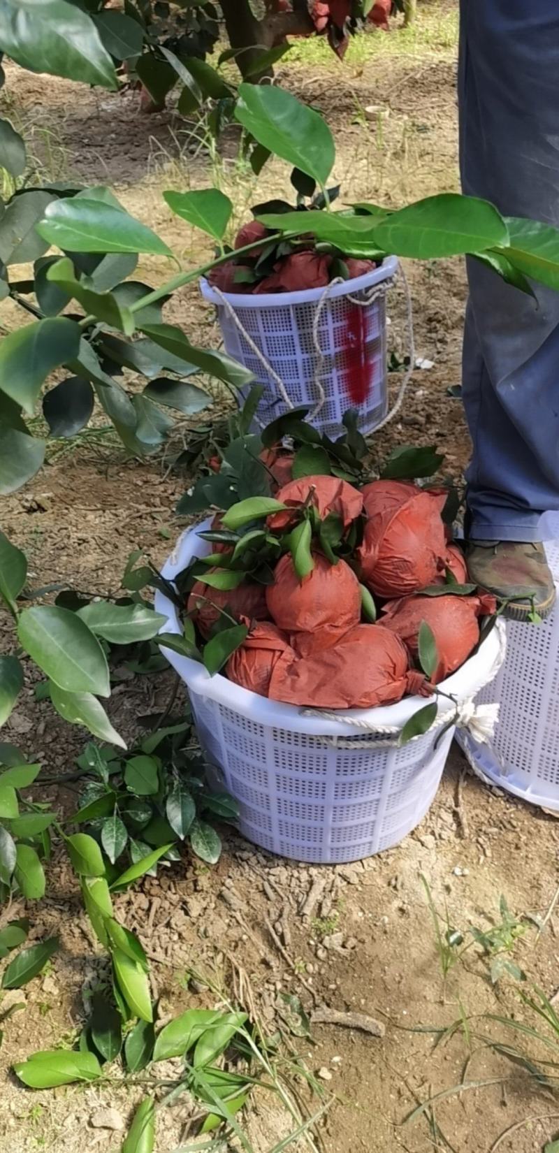 福建平和.葡萄柚.原包装。质量保证。产地直发。一手货源。