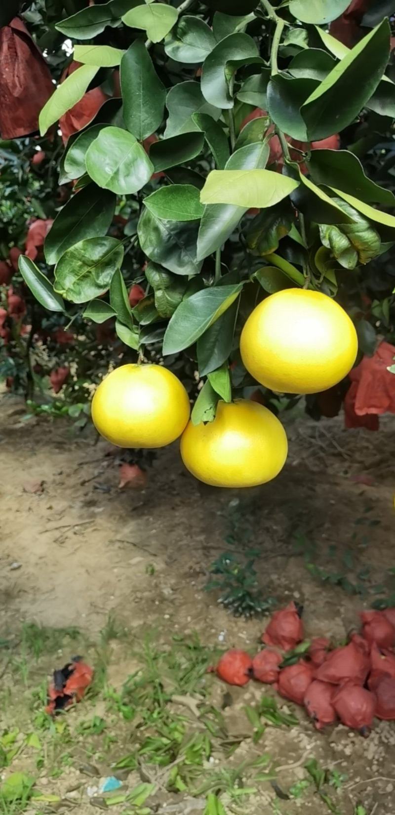 福建平和.葡萄柚.原包装。质量保证。产地直发。一手货源。