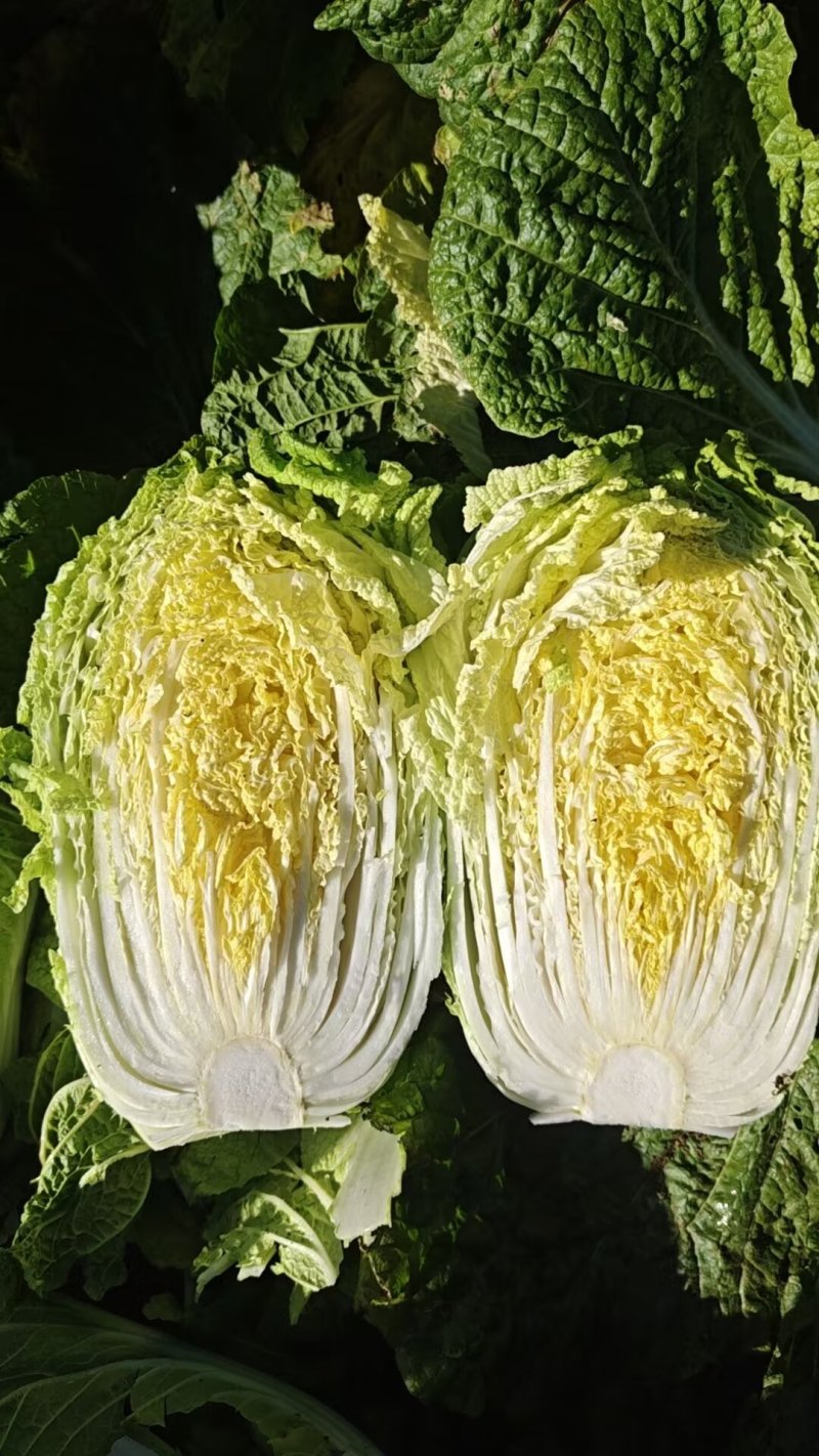 凌海市黄心菜大量上市