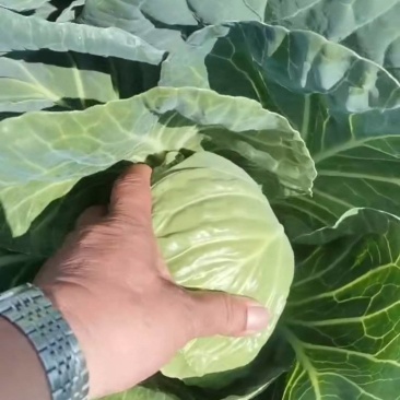 甘蓝