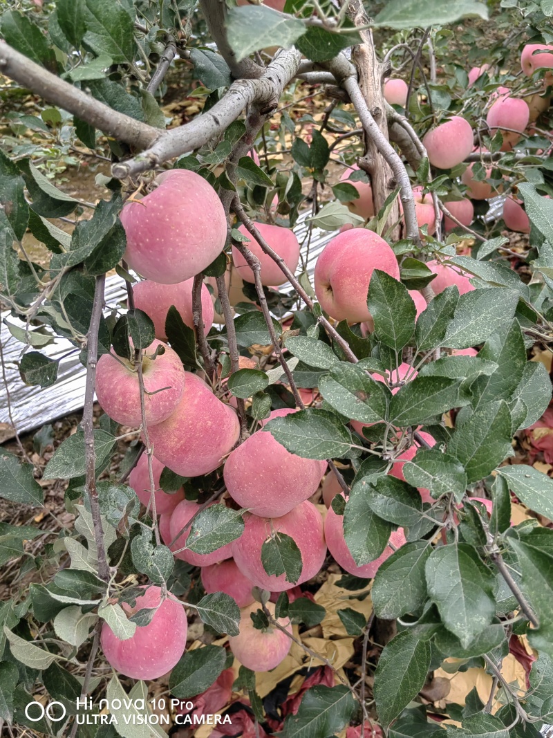 陕西省纸袋红富士苹果大量上市热销中