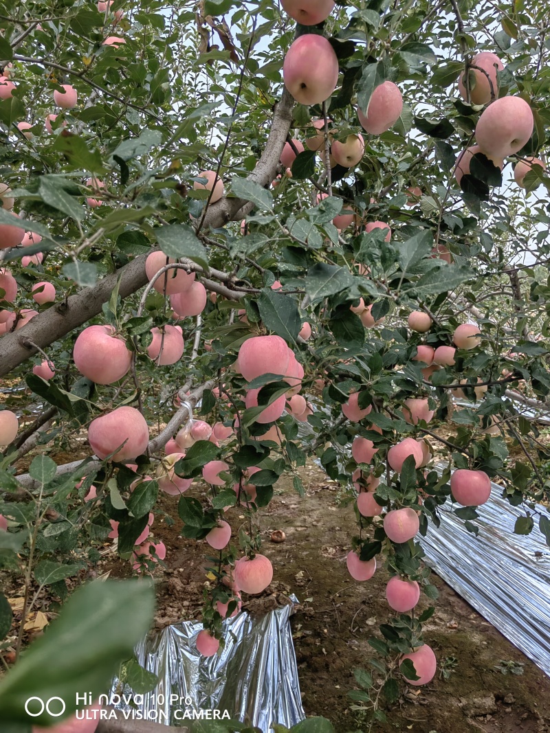 陕西省纸袋红富士苹果大量上市热销中