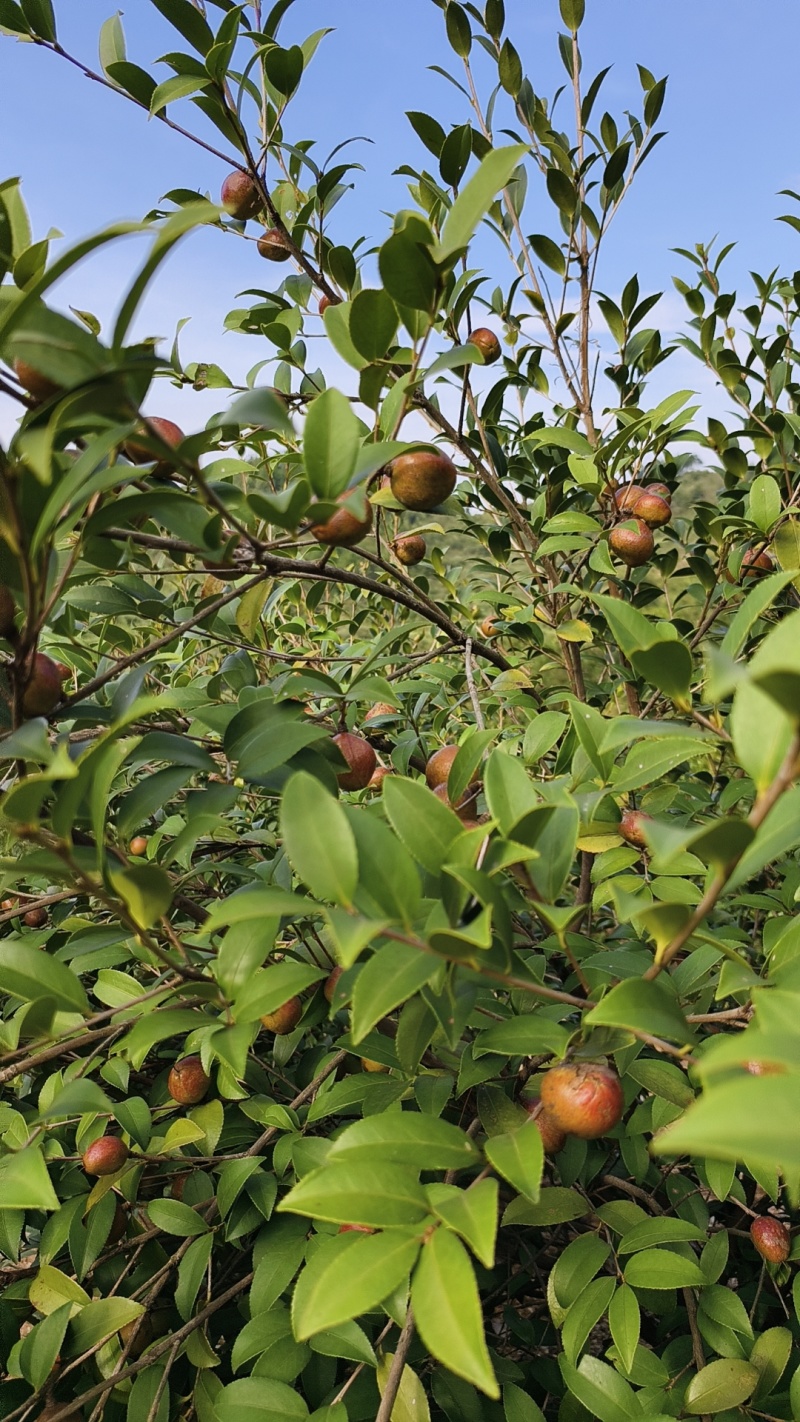 山茶油