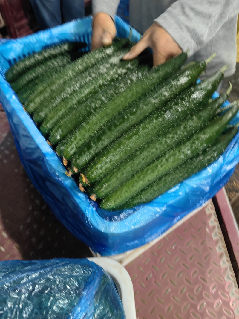 聊城密刺黄瓜大量上市，颜色绿，欢迎各位老板前来