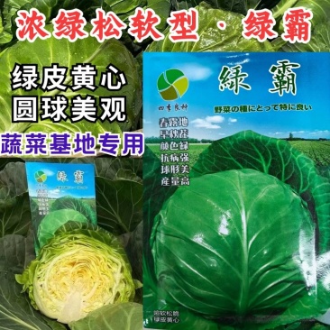 绿霸甘蓝种子圆球浓绿皮黄心暄菜松软耐裂早熟50天春秋甘蓝