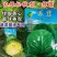 绿霸甘蓝种子圆球浓绿皮黄心暄菜松软耐裂早熟50天春秋甘蓝
