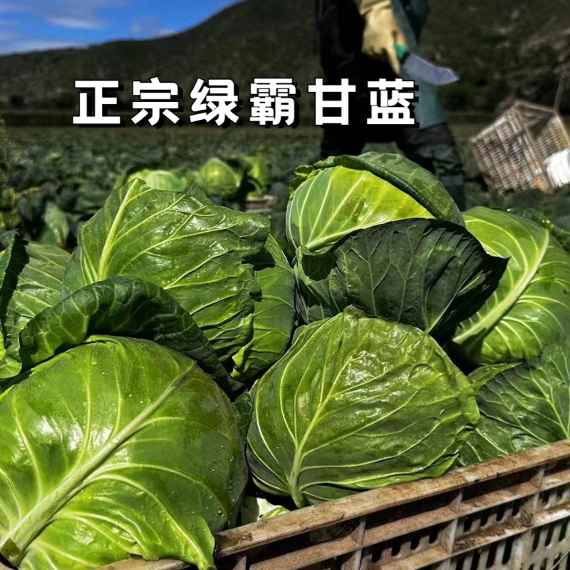 绿霸甘蓝种子圆球浓绿皮黄心暄菜松软耐裂早熟50天春秋甘蓝