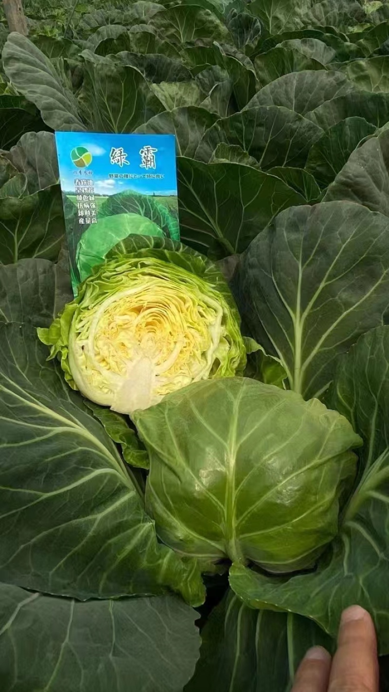 绿霸甘蓝种子圆球浓绿皮黄心暄菜松软耐裂早熟50天春秋甘蓝