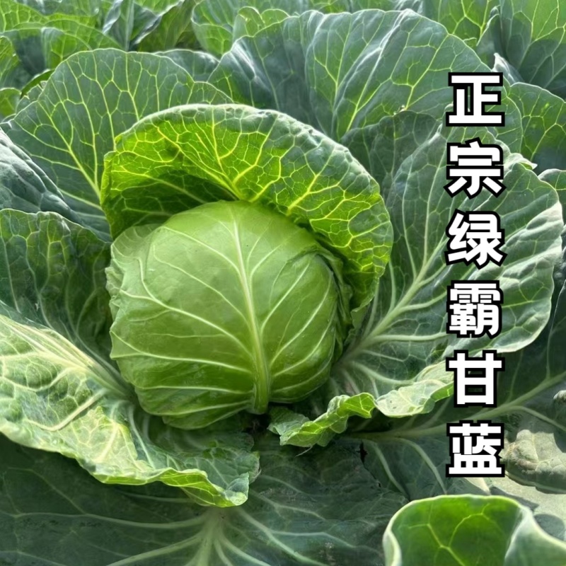 绿霸甘蓝种子圆球浓绿皮黄心暄菜松软耐裂早熟50天春秋甘蓝