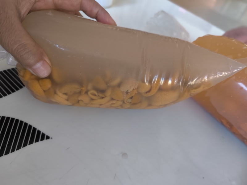 海胆