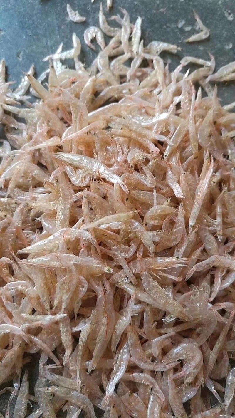 虾皮淡干无盐虾皮质量上乘干度纯干自然天晒虾皮