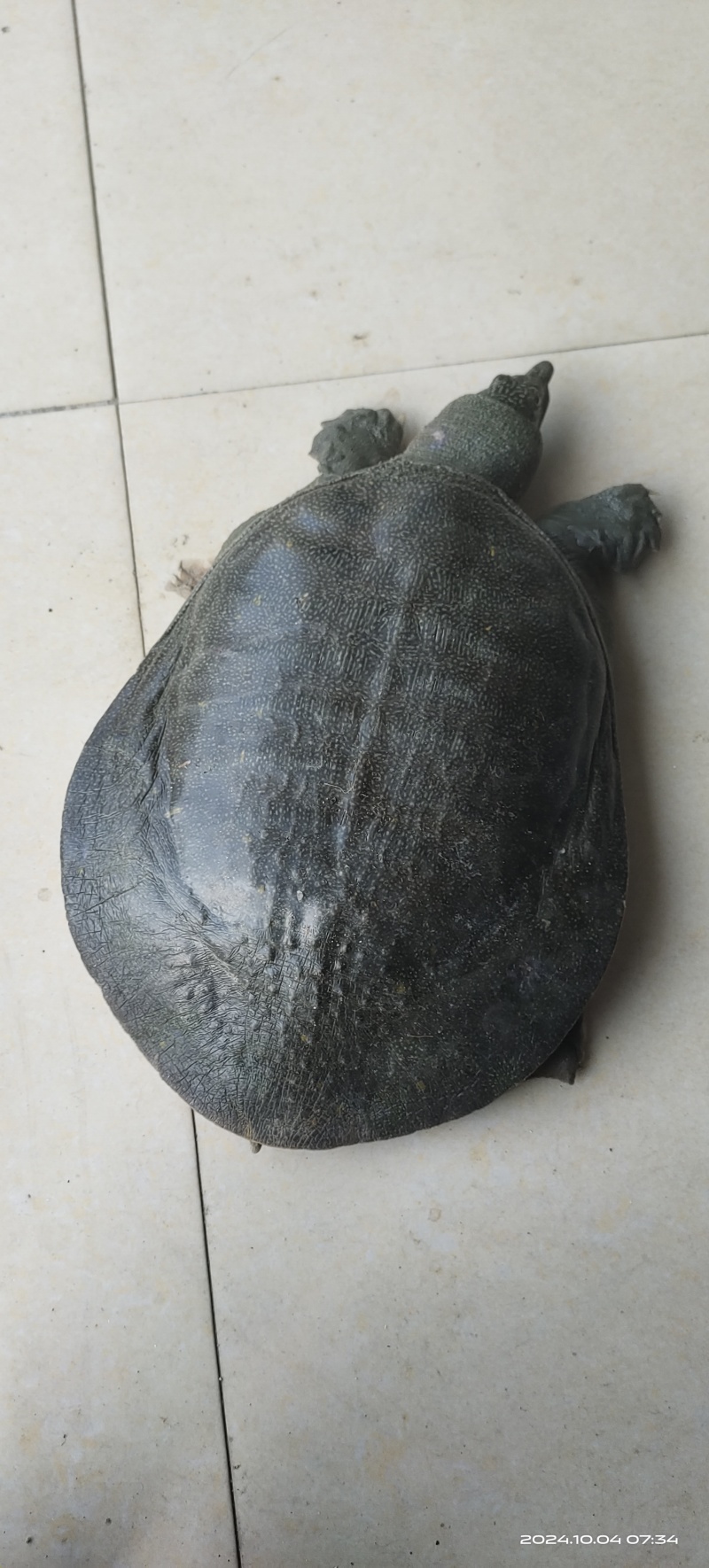 南丰老甲鱼