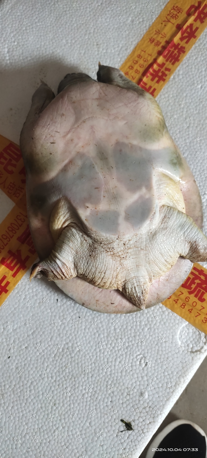 南丰老甲鱼