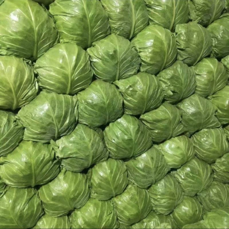 惠民甘蓝产地直供，随到随装，价格美丽！对接商超，