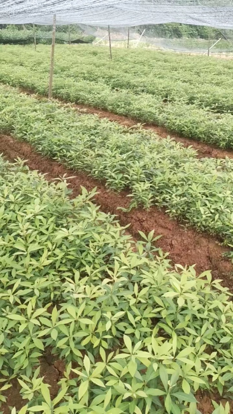 小叶金丝楠木幼苗
