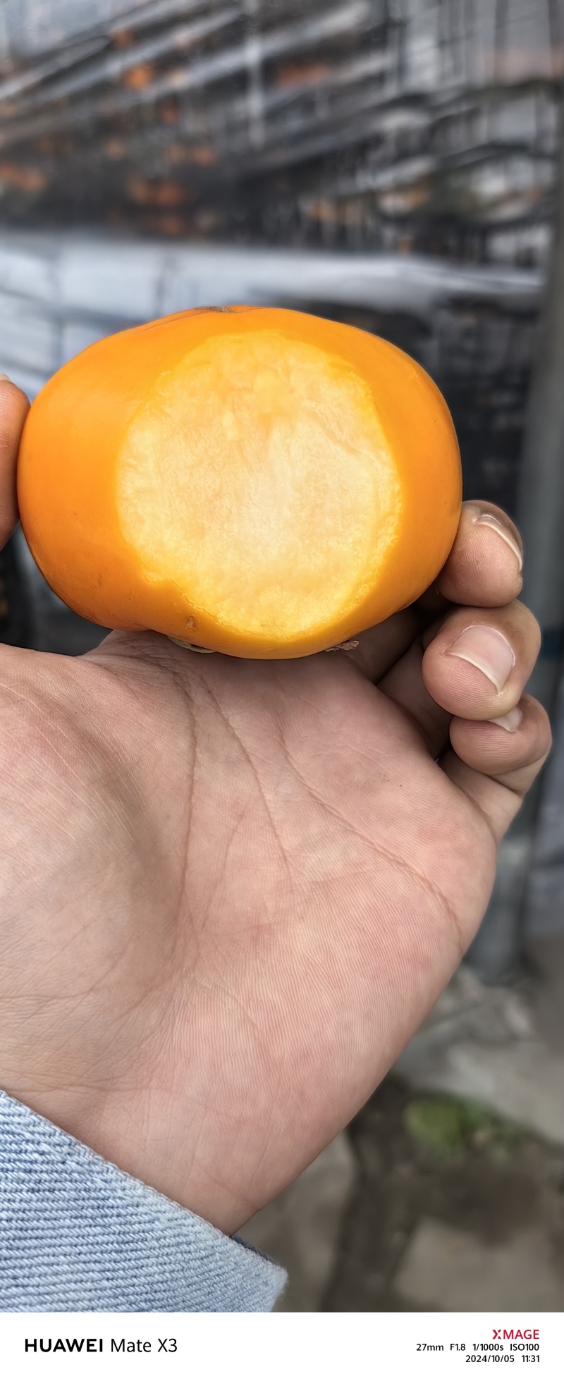 磨盘柿子