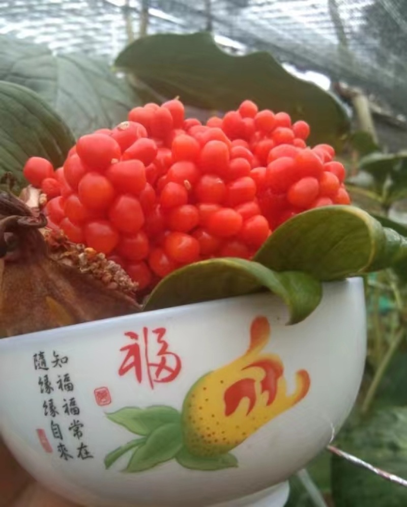 云南滇重楼种子高杆滇重楼种子