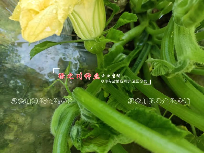 无蔓早二号南瓜种子脆嫩味甜无藤菜南瓜种子早熟圆球型南瓜