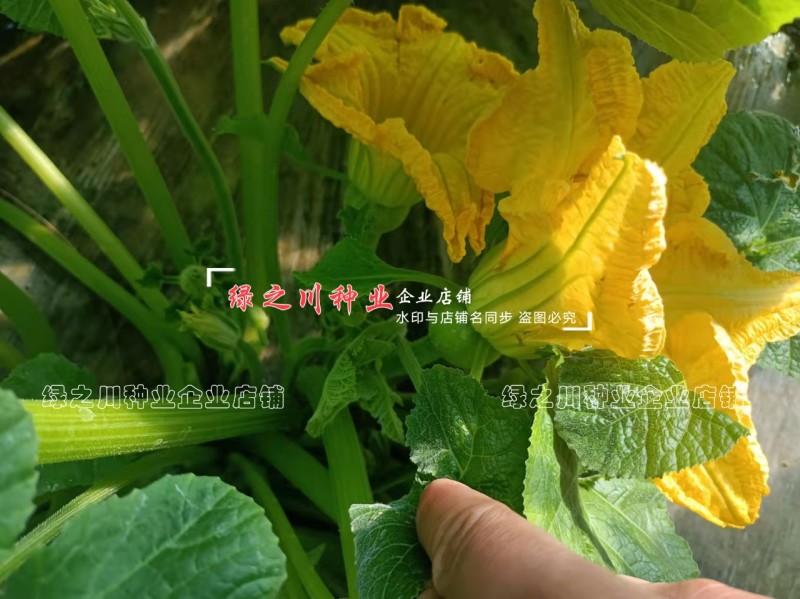 无蔓早二号南瓜种子脆嫩味甜无藤菜南瓜种子早熟圆球型南瓜