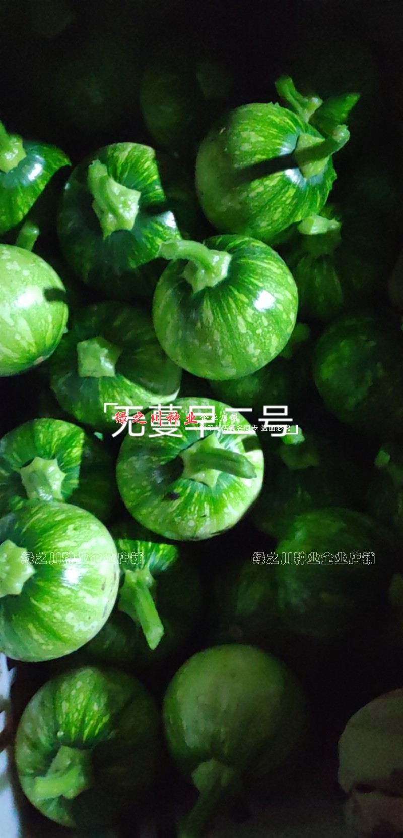 无蔓早二号南瓜种子脆嫩味甜无藤菜南瓜种子早熟圆球型南瓜
