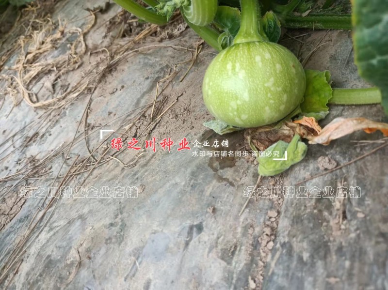 无蔓早二号南瓜种子脆嫩味甜无藤菜南瓜种子早熟圆球型南瓜