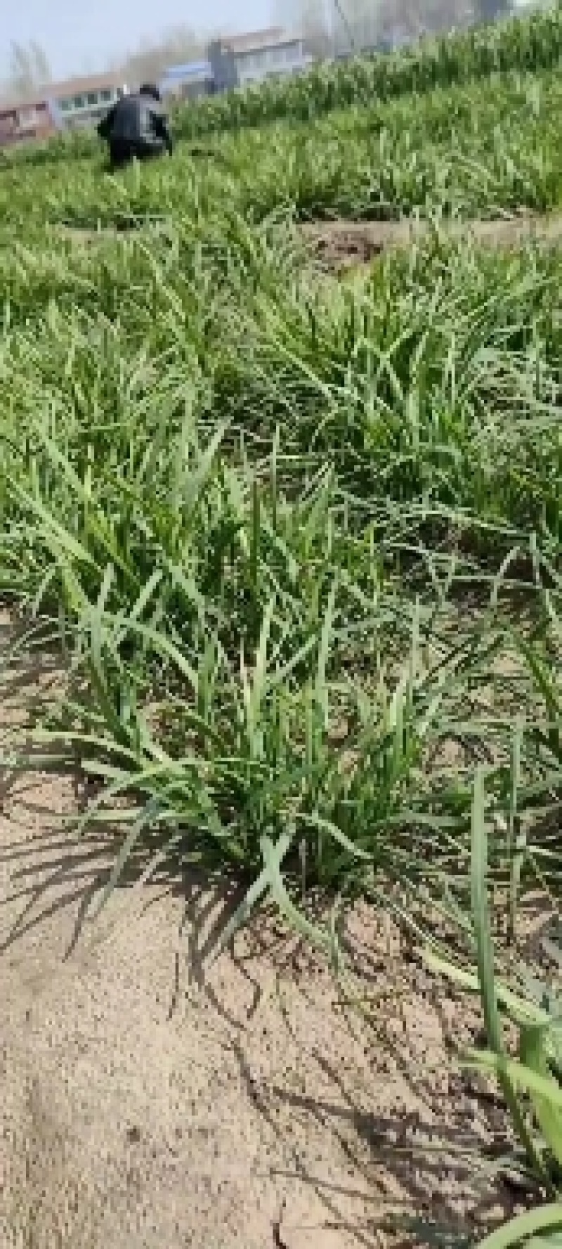 两年培育成的高产无病毒的韭菜根