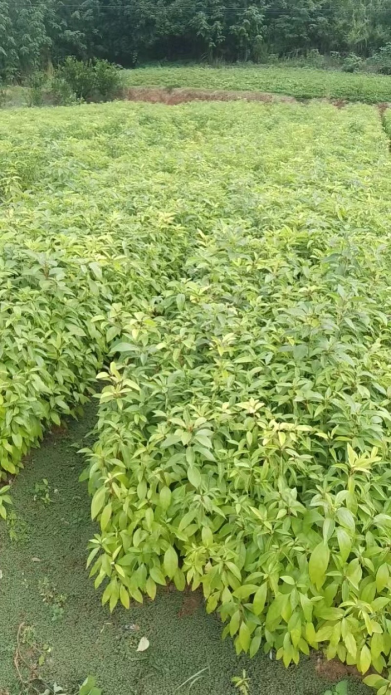 香樟苗