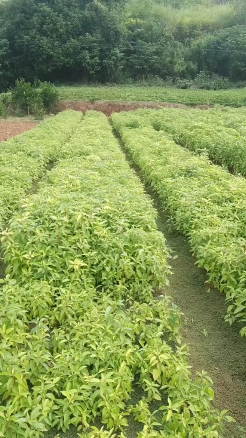 香樟苗