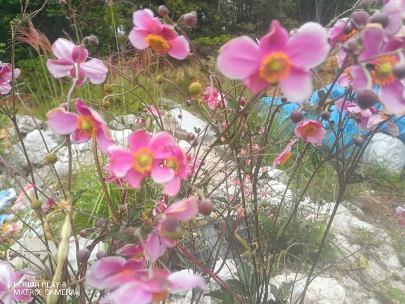 野棉花又名：满天星、清水胆、铁蒿、打破碗花花、土白头翁